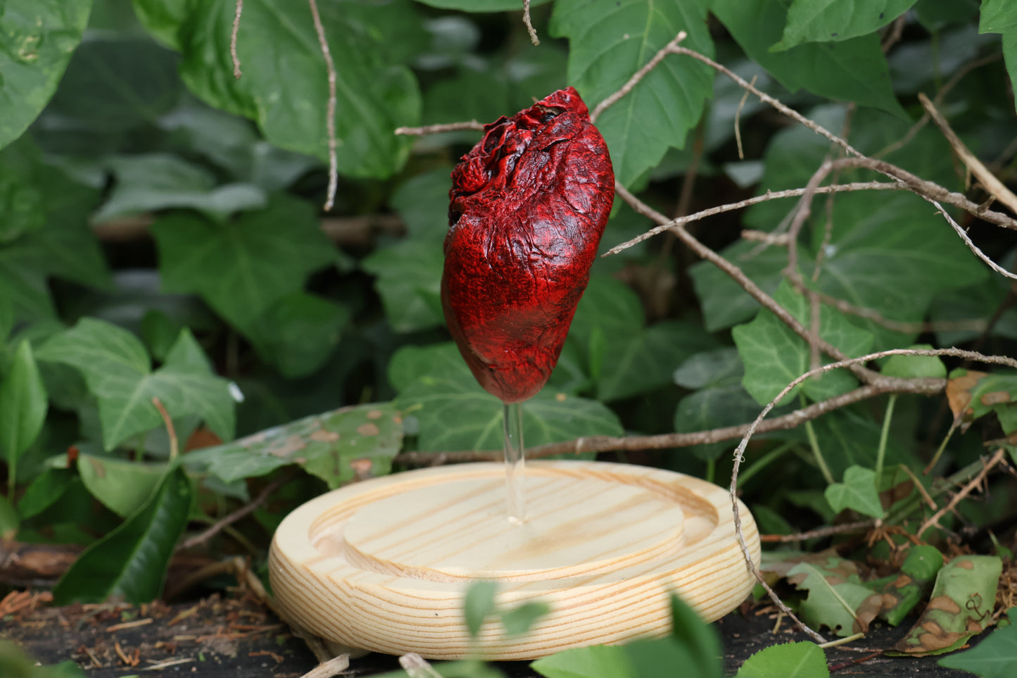 Dry Preserved Coyote Heart