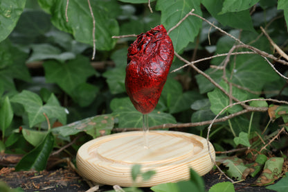Dry Preserved Coyote Heart