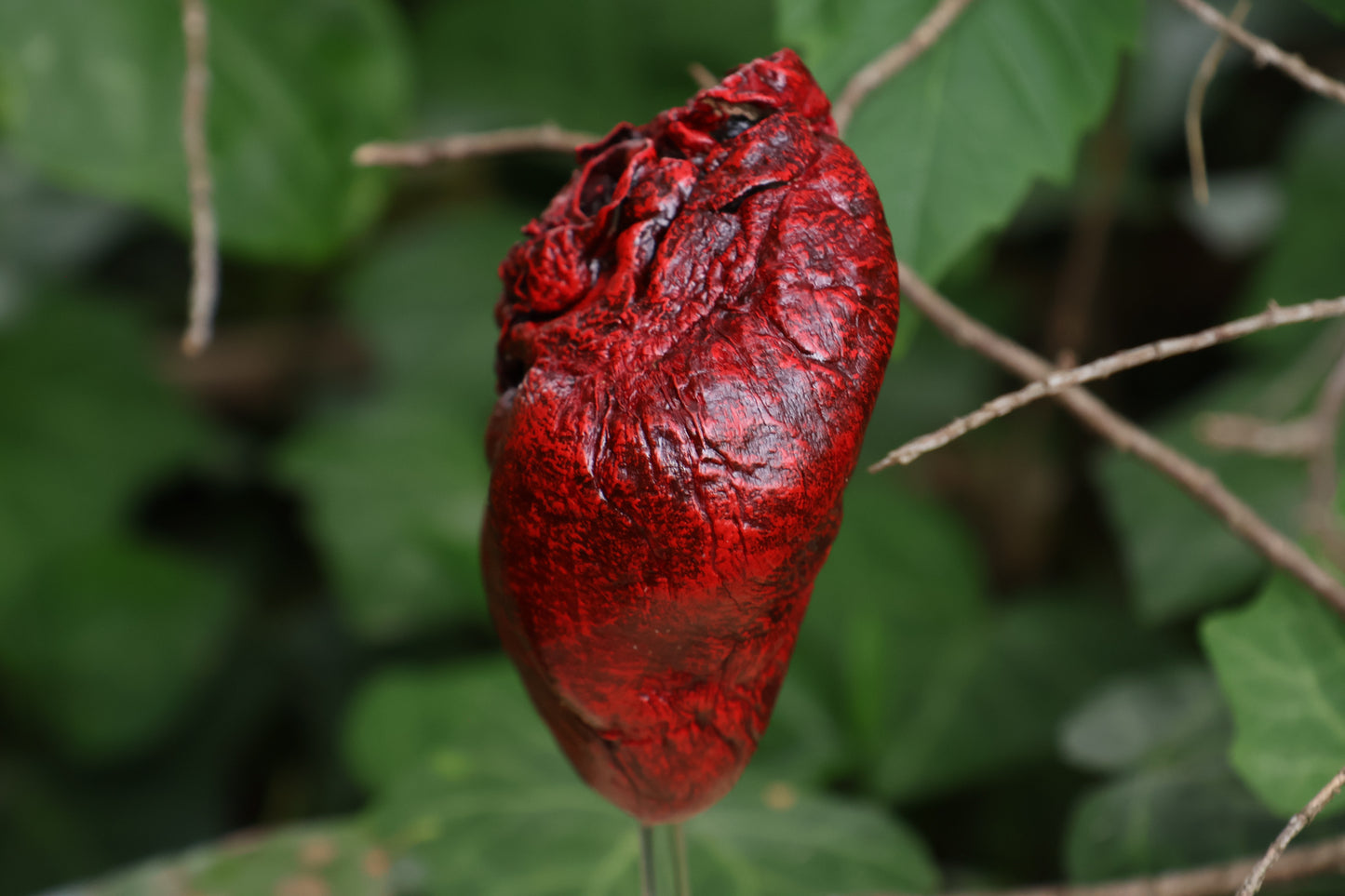 Dry Preserved Coyote Heart