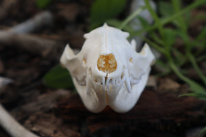 Pathological Opossum Skull