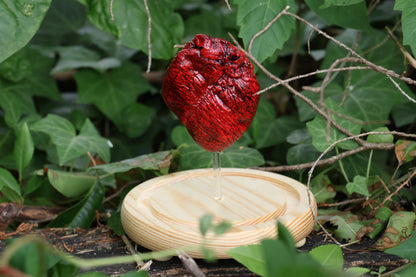 Dry Preserved Coyote Heart