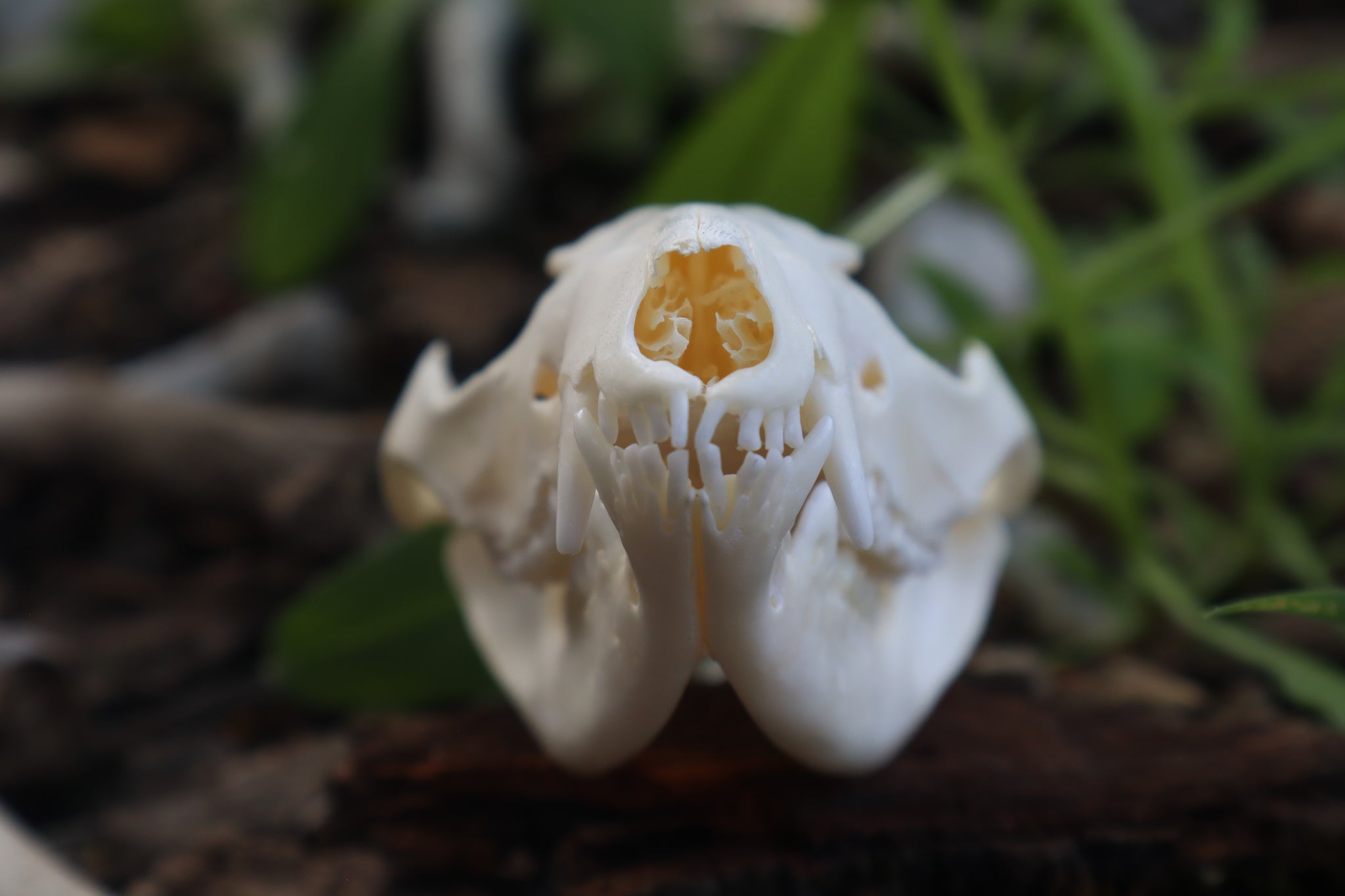 Pathological Opossum Skull