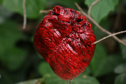 Dry Preserved Coyote Heart