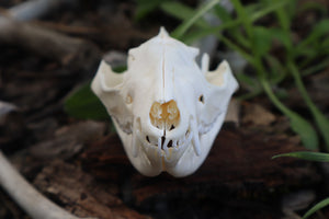 Pathological Opossum Skull