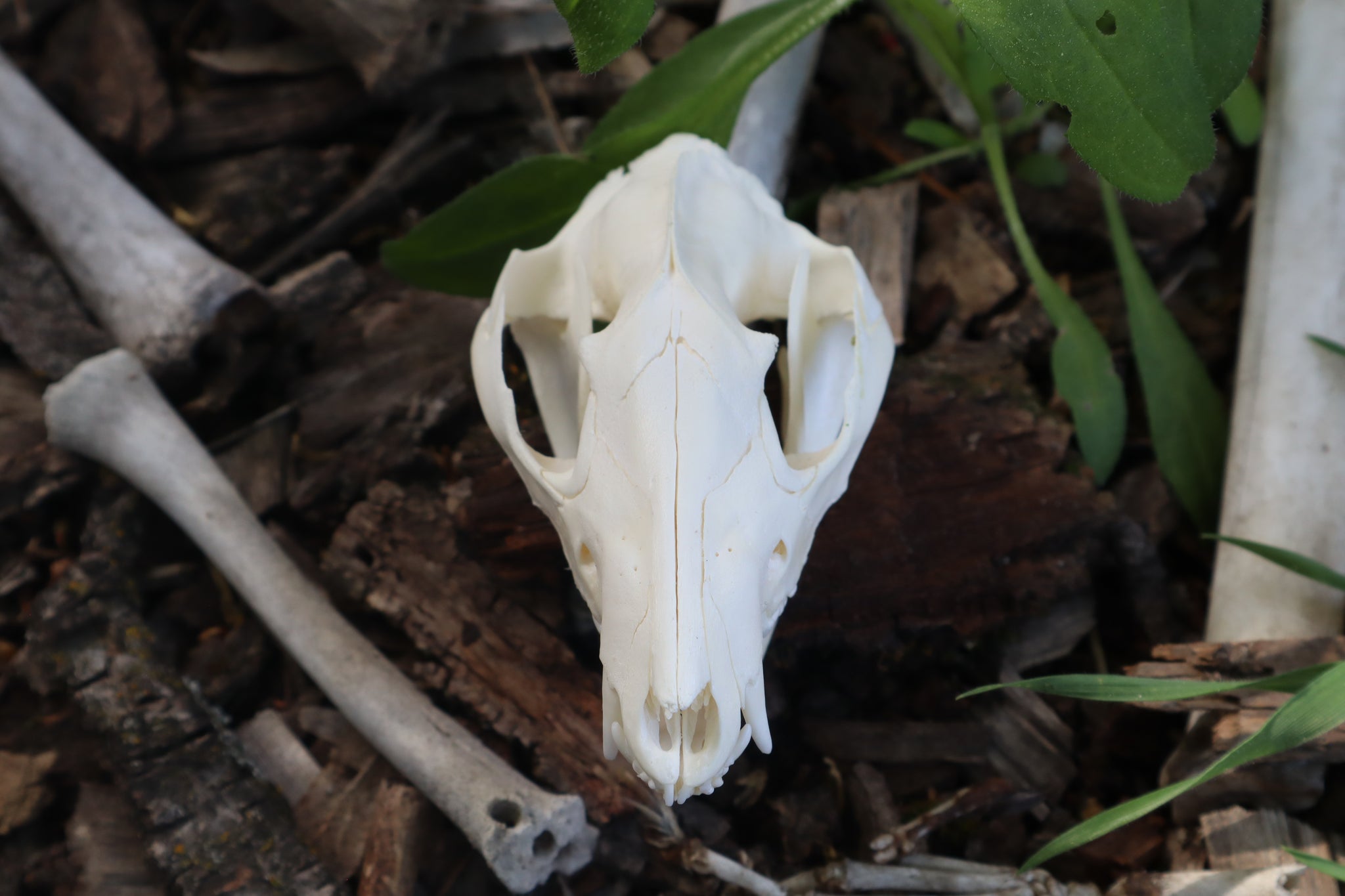 Pathological Opossum Skull