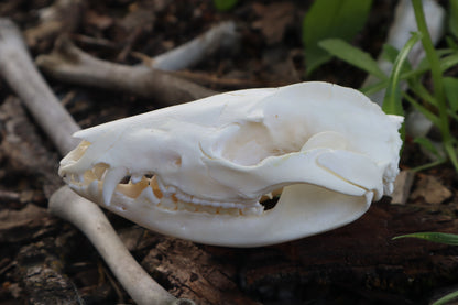 Pathological Opossum Skull