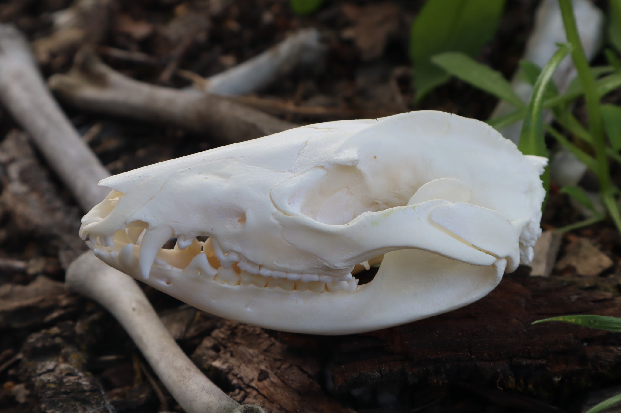 Pathological Opossum Skull