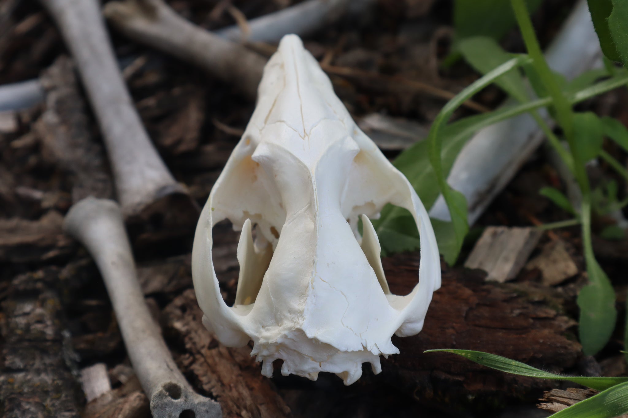 Pathological Opossum Skull