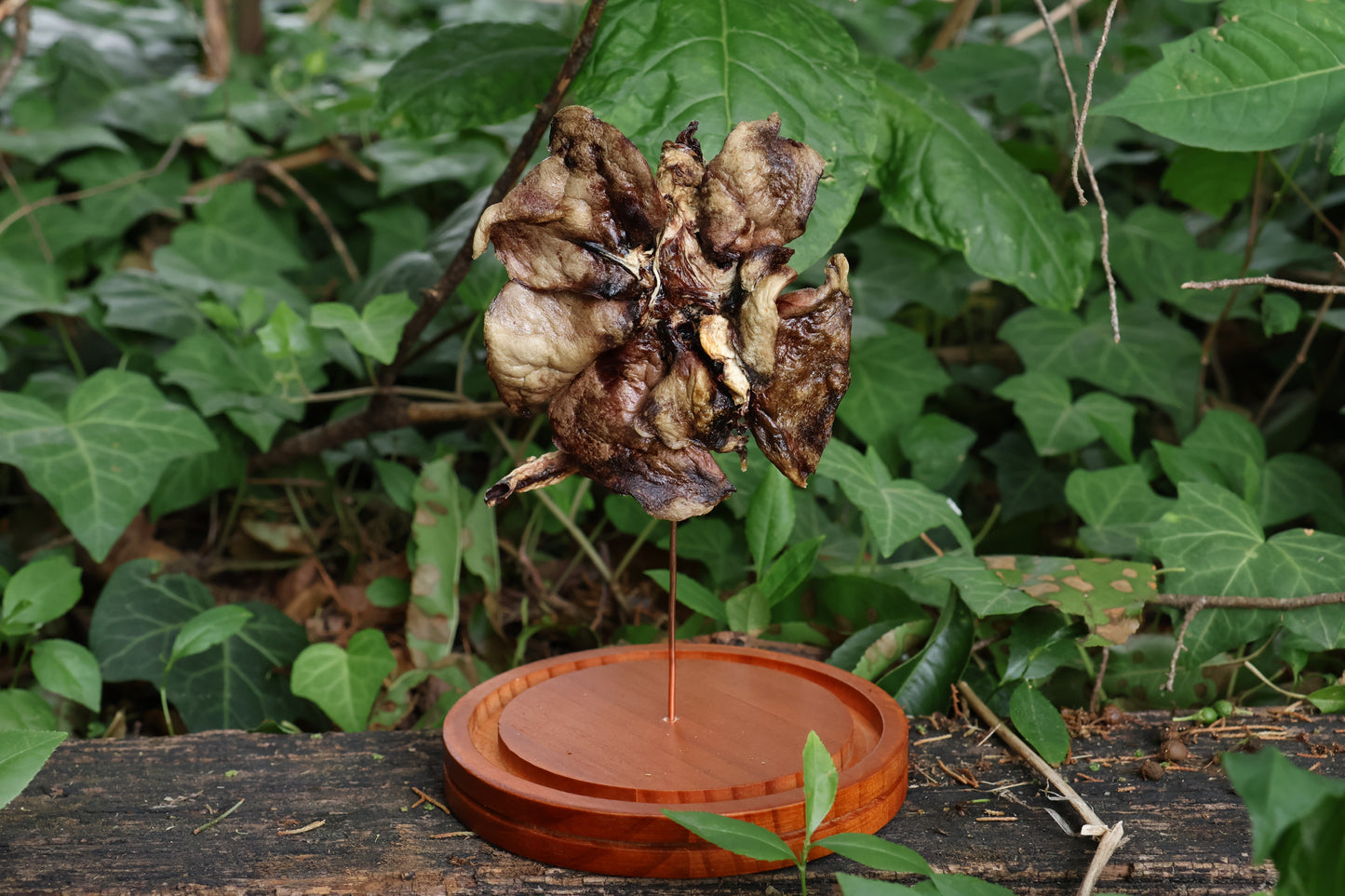 Dry Preserved Red Fox Lungs