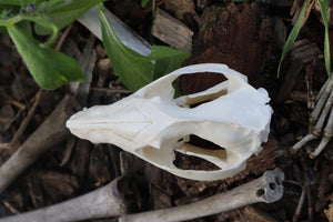 Pathological Opossum Skull