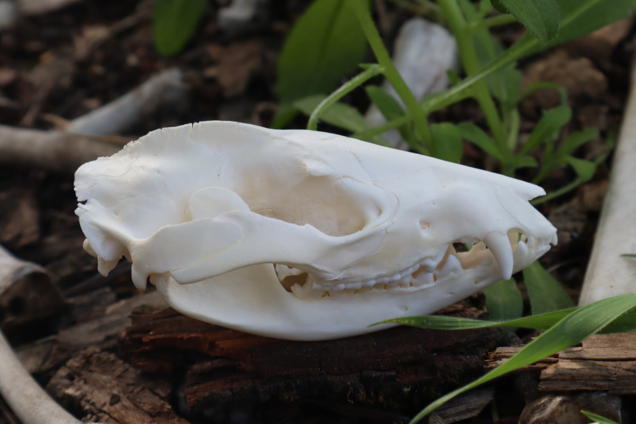 Pathological Opossum Skull