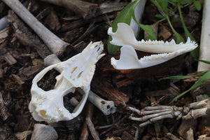 Pathological Opossum Skull