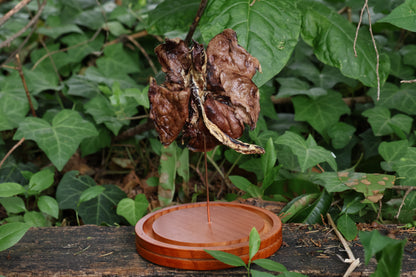 Dry Preserved Red Fox Lungs