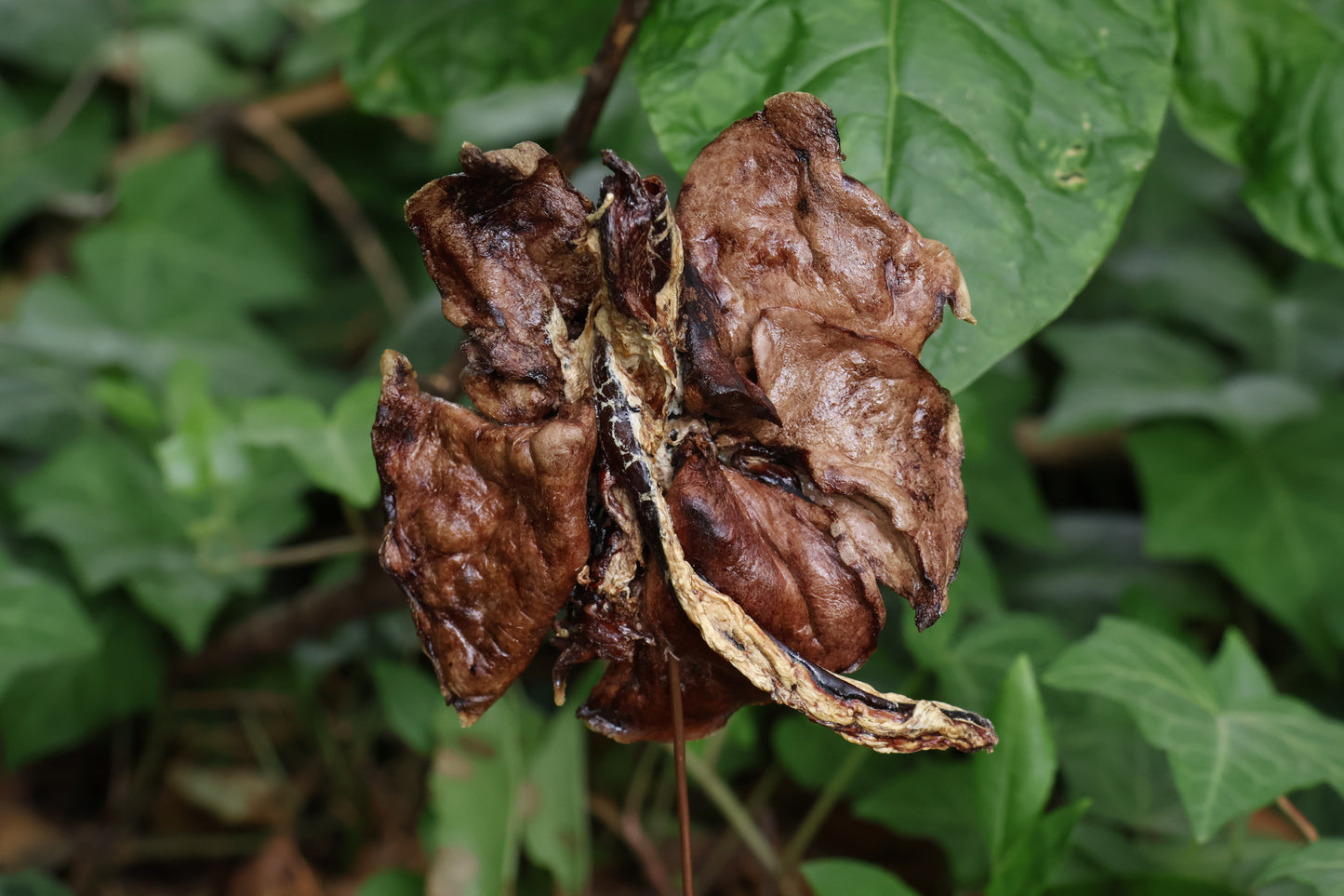 Dry Preserved Red Fox Lungs