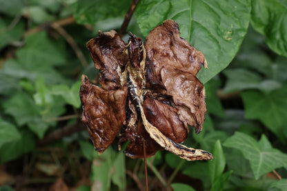 Dry Preserved Red Fox Lungs