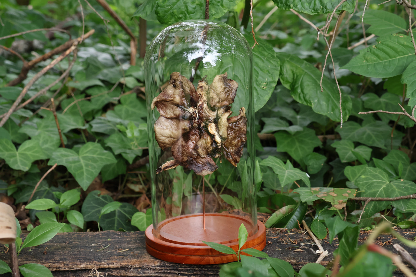 Dry Preserved Red Fox Lungs