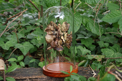 Dry Preserved Red Fox Lungs