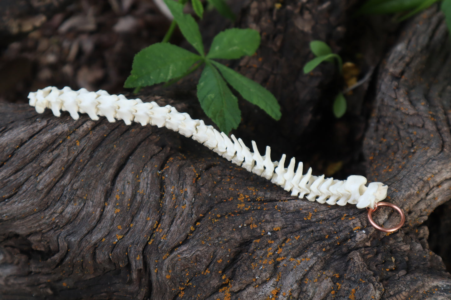 Kitten Spinal Column Articulation