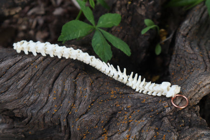 Kitten Spinal Column Articulation