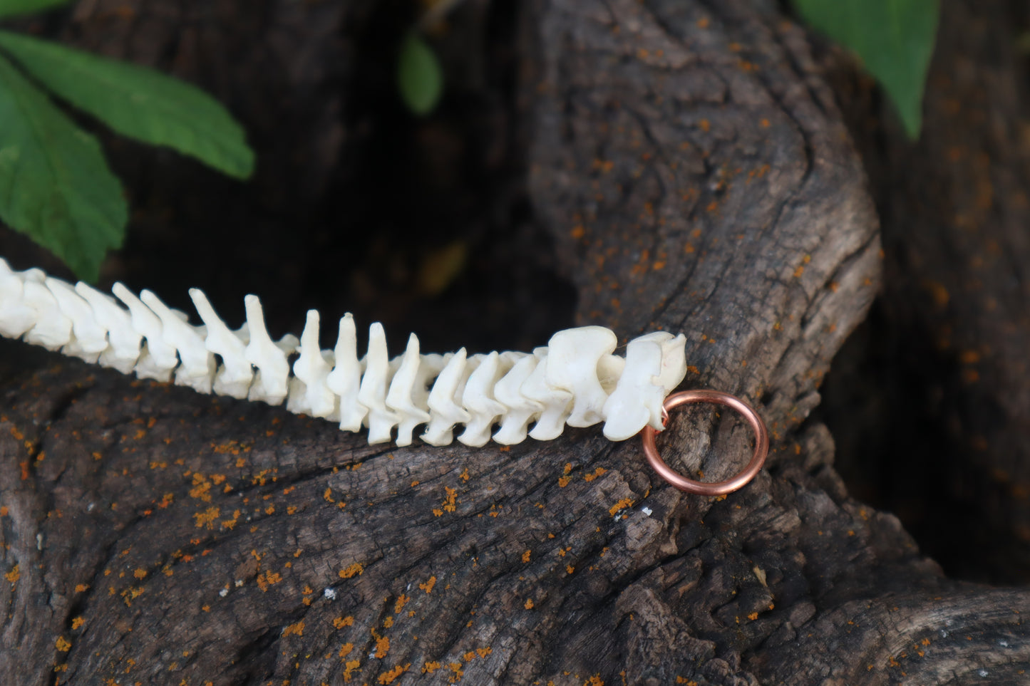 Kitten Spinal Column Articulation