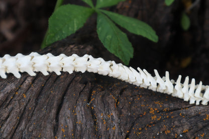 Kitten Spinal Column Articulation