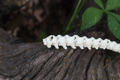 Kitten Spinal Column Articulation