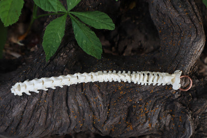 Kitten Spinal Column Articulation