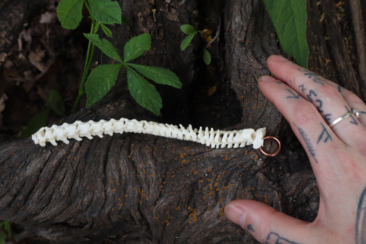 Kitten Spinal Column Articulation