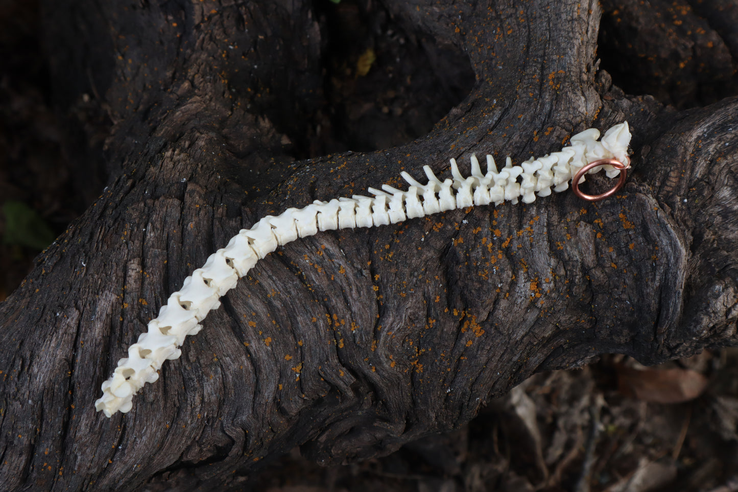 Kitten Spinal Column Articulation