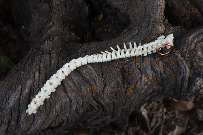 Kitten Spinal Column Articulation