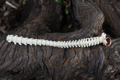 Kitten Spinal Column Articulation
