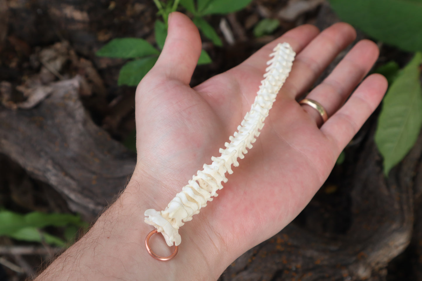 Kitten Spinal Column Articulation