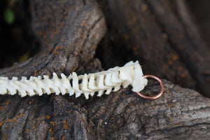 Kitten Spinal Column Articulation