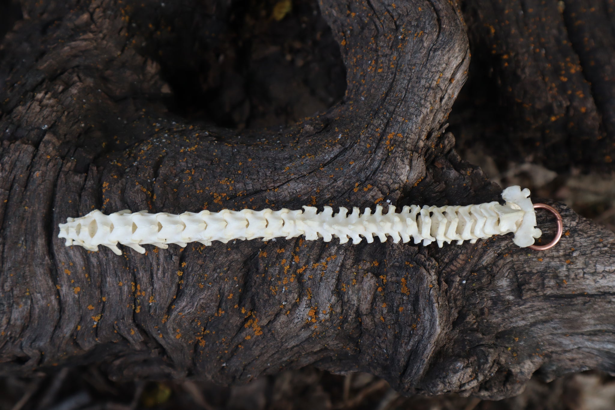 Kitten Spinal Column Articulation