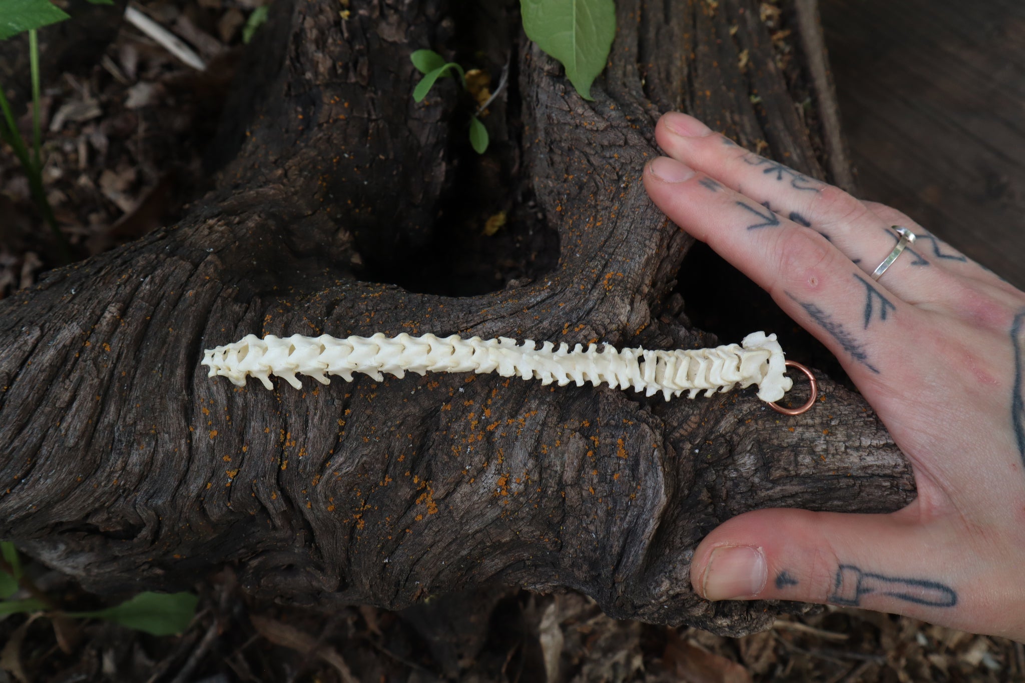 Kitten Spinal Column Articulation