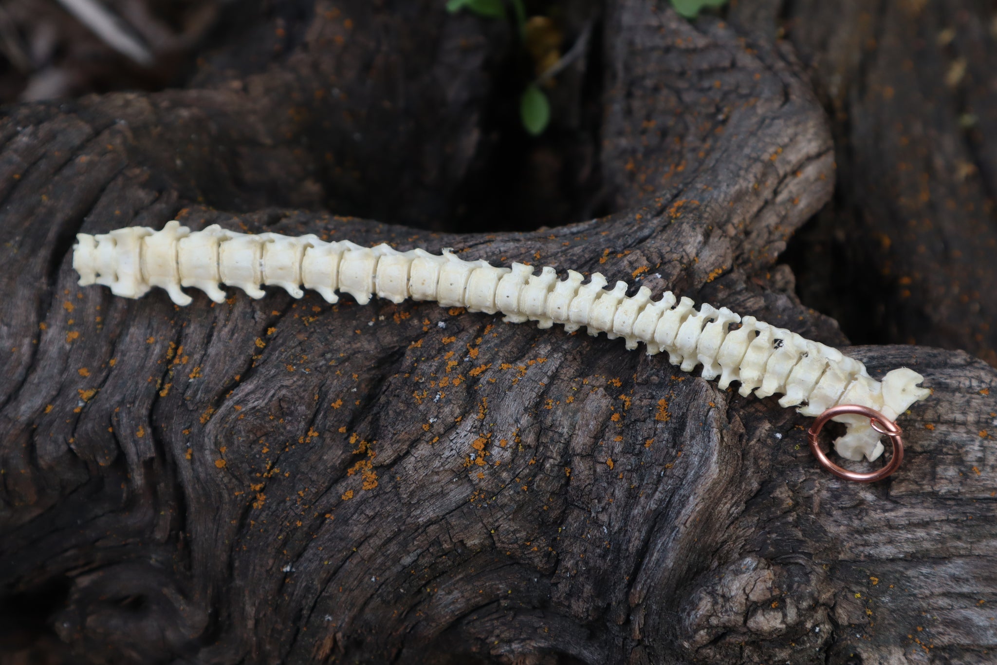 Kitten Spinal Column Articulation