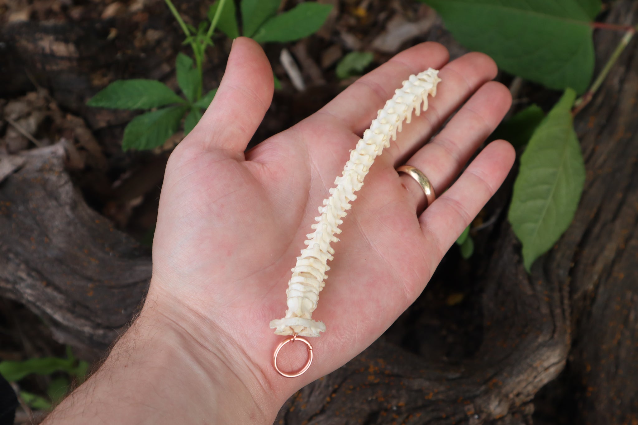 Kitten Spinal Column Articulation