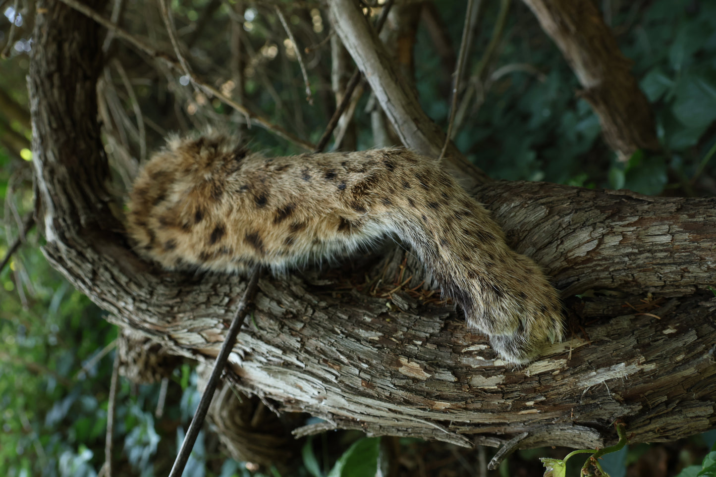 Dry Preserved Bobcat Arm