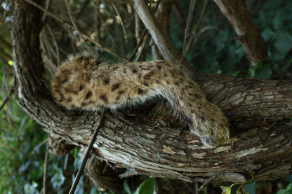 Dry Preserved Bobcat Arm
