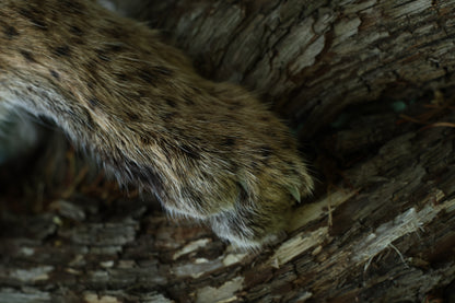 Dry Preserved Bobcat Arm