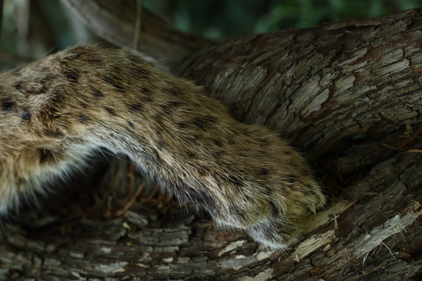 Dry Preserved Bobcat Arm