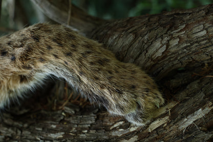Dry Preserved Bobcat Arm