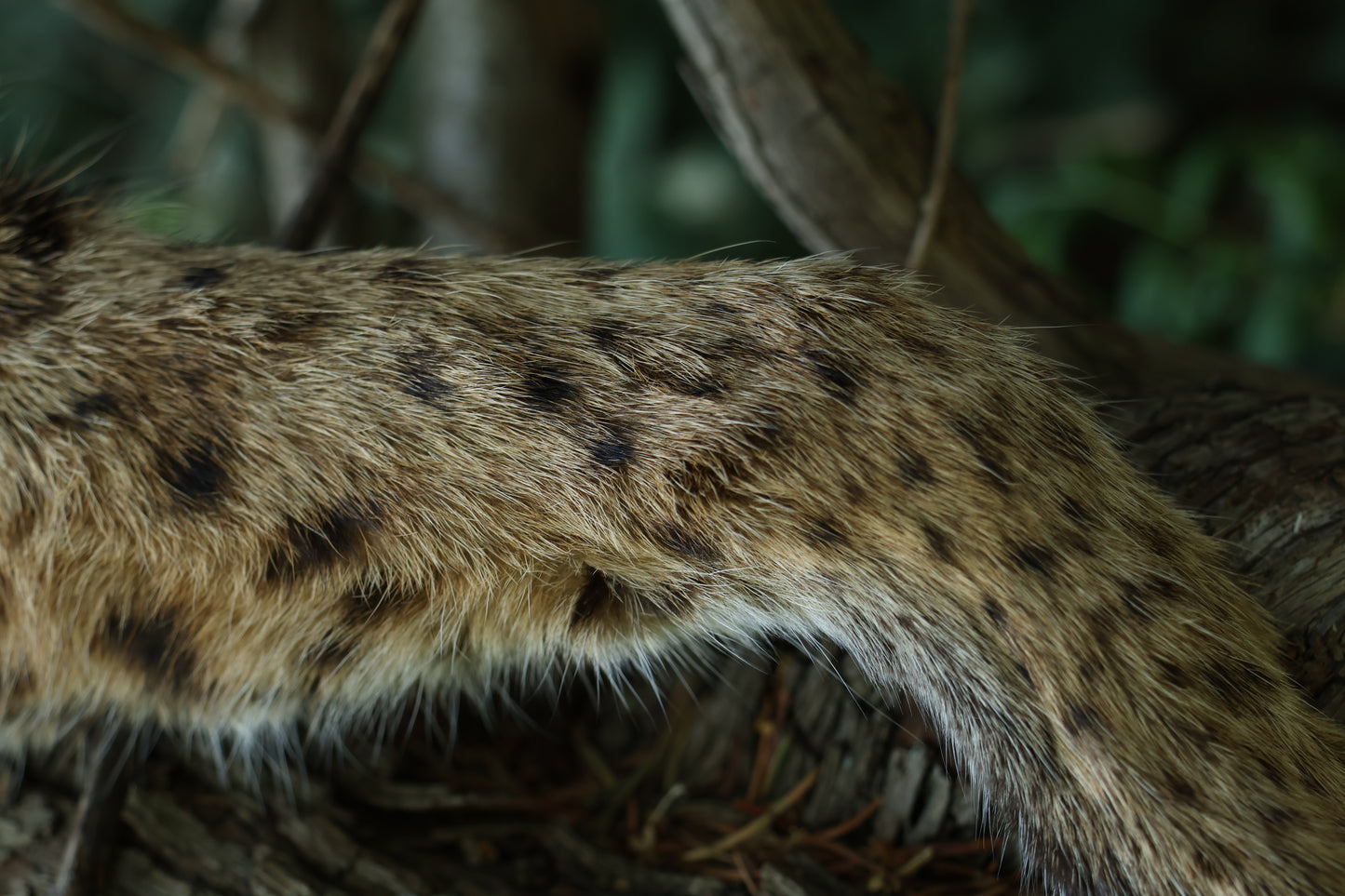 Dry Preserved Bobcat Arm