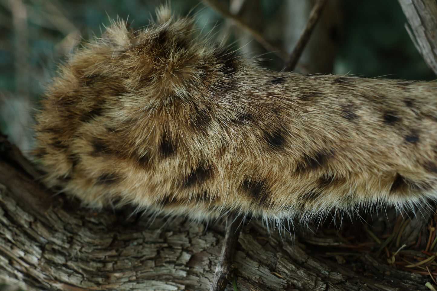 Dry Preserved Bobcat Arm