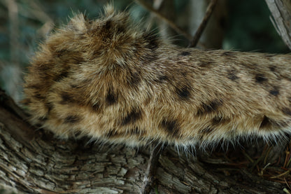 Dry Preserved Bobcat Arm