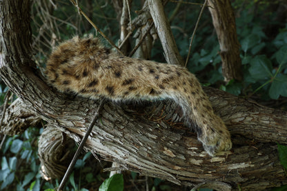 Dry Preserved Bobcat Arm