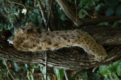 Dry Preserved Bobcat Arm