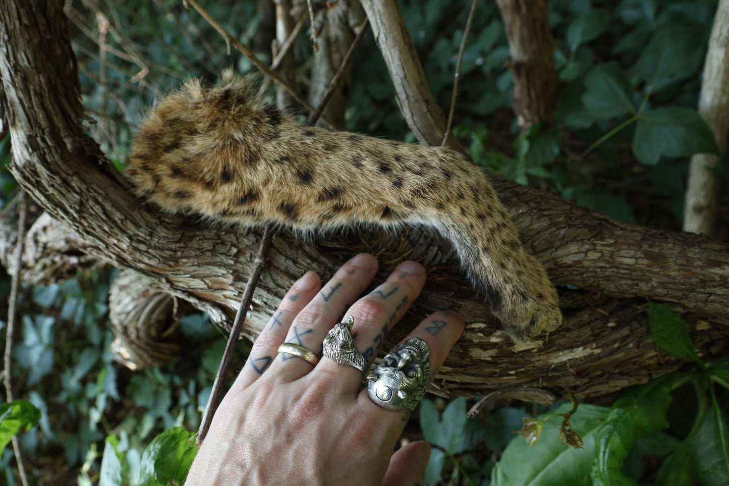 Dry Preserved Bobcat Arm