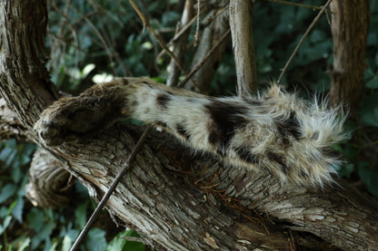 Dry Preserved Bobcat Arm