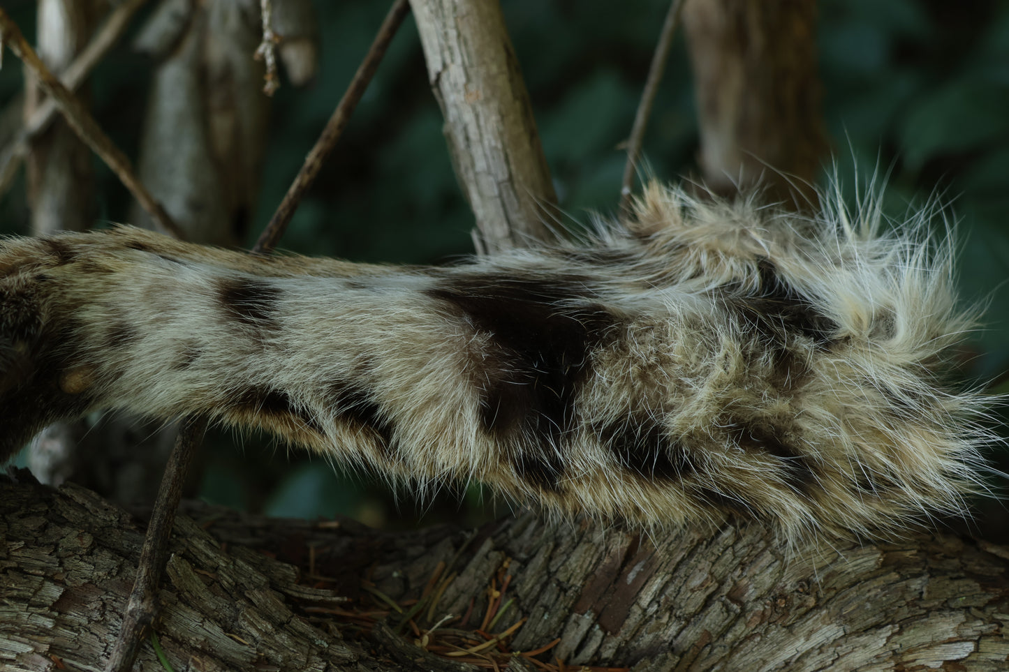 Dry Preserved Bobcat Arm